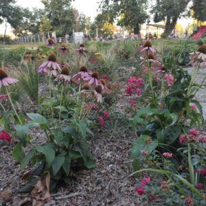 Katonadomb mosdó kert 2021 11