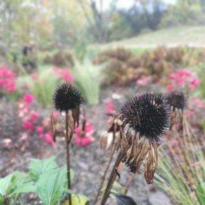 Katonadomb mosdó kert 2021 2