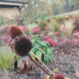 Katonadomb mosdó kert 2021 3