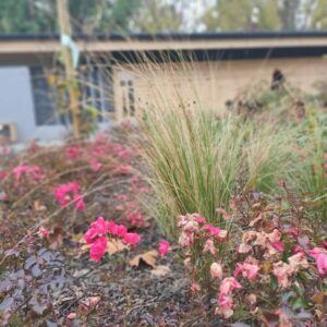 Katonadomb mosdó kert 2021 4