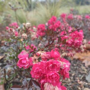 Katonadomb mosdó kert 2021 5