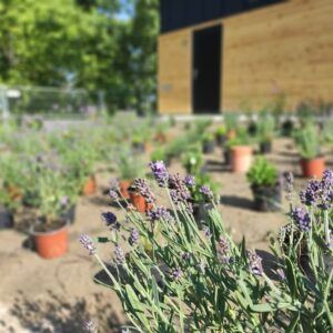 Katonadomb mosdó kert 2021 6