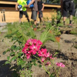 Katonadomb mosdó kert 2021 7