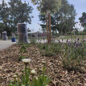 Katonadomb mosdó kert 2021 8