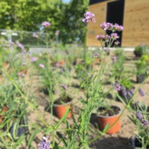 Katonadomb mosdó kert 2021 9